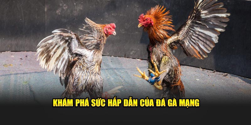 Đá gà mạng