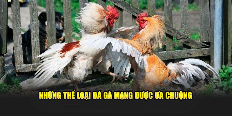 Đá gà mạng